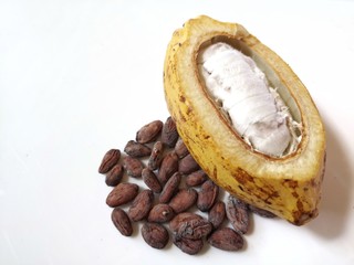 cocoa pod isolated on white background