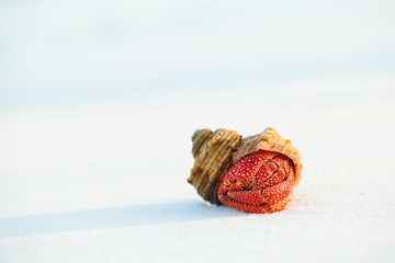 Hermit Crab on a beach