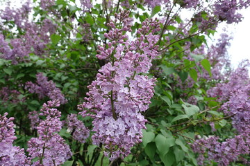 Dense panicle of flowers of common lilac in spring