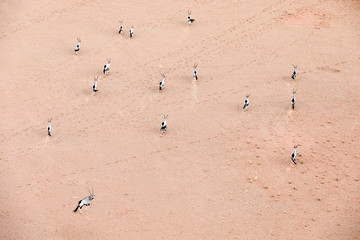 Oryx running in the sand dunes of Sossusvlei, Namibia.