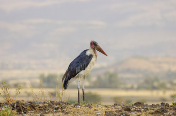 Marabou storks in Ethiopia near the lake, February 2019