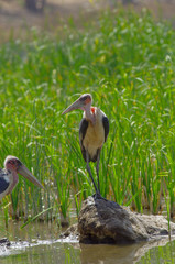 Marabou storks in Ethiopia near the lake, February 2019
