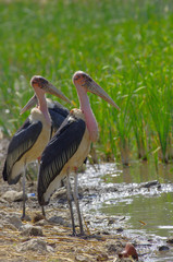 Marabou storks in Ethiopia near the lake, February 2019