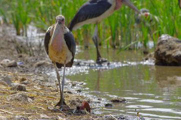 Marabou storks in Ethiopia near the lake, February 2019
