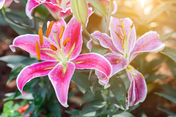 Lily flower and green leaf background in garden at sunny summer or spring day for beauty decoration and agriculture design. Lily Lilium hybrids.