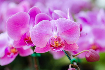 Fototapeta na wymiar Orchid flower in orchid garden at winter or spring day for beauty and agriculture concept design. Phalaenopsis orchid.