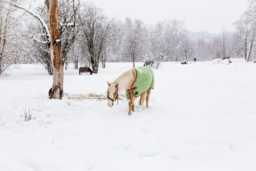 Fototapeta na wymiar Horse grazing in a winter field wearing a rug to protect from the weather.