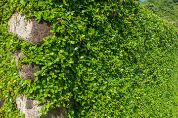 Obraz premium green wall