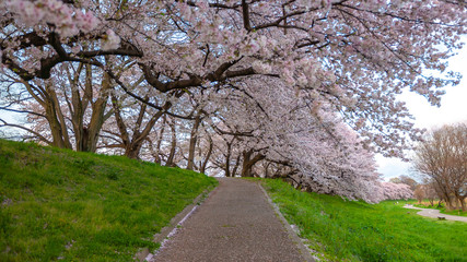 A pavement partially covered with sakura petals with large cherry trees in full bloom in the background, located in Kyoto Prefecture's Yodogawa famous for cherry blossoms during springtime in Japan.