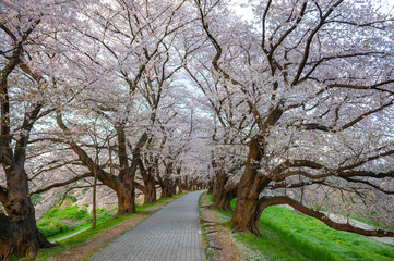 A pavement along a sakura tunnel full of large cherry trees in full bloom, located in Kyoto Prefecture's Yodogawa famous for cherry blossoms during springtime in Japan.
