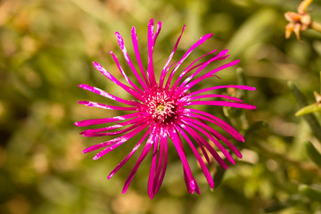 Obraz premium Pinke kleine Blume, Sukkulente Delosperma