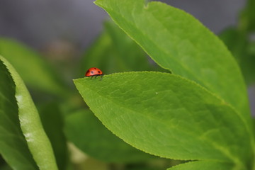 Ladybug crawling along looking for insects 