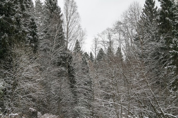 Winter Christmas Tree