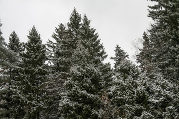 Winter Christmas Tree
