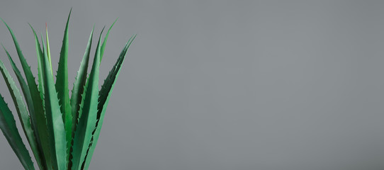 Plants in interior concept, copy space