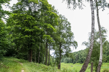 path in the forest