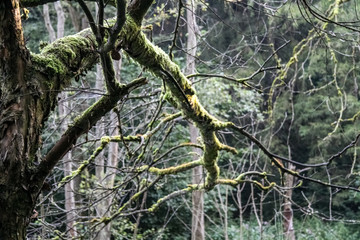 moss covered tree branch