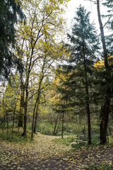 quiet autumn forest