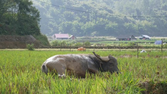 Young buffalo lying on mud to displace bug fly on body and make fresh and cold. 4k