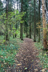 Obraz premium quiet autumn forest