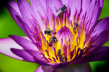 Beautiful waterlily or lotus flower with bee.