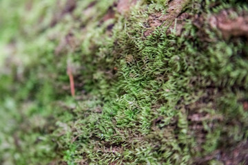 moss close up