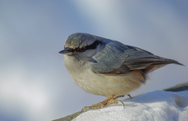Eurasian nuthatch or wood nuthatch (Sitta europaea) in winter