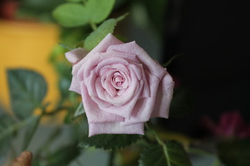 Zarte Rose 