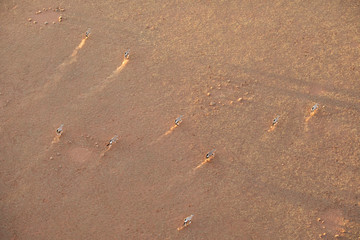 Oryx running in the sand dunes of Sossusvlei, Namibia.