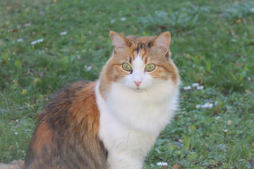 Wunderschöne Katze 