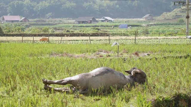 Young buffalo lying on mud to displace bug fly on body and make fresh and cold. 4k