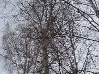 Fototapeta na wymiar silhouette of tree with blue sky in background