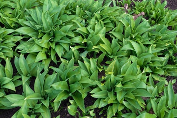 Wild garlic.