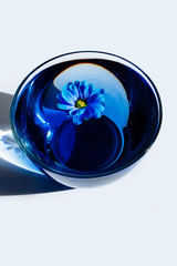 blue shadow water flower glass bright ray sun light acrylic paint astra calendula white black