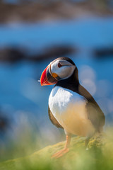 Papgeitaucher Fratercula arctica stehend, vertikal, Island, Latrabjarg