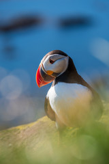 Puffin Fratercula arctica behind green gras in front of blue sea