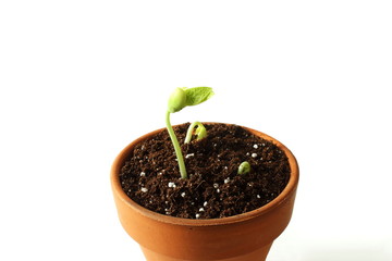 beans plant growing in clay pot filled with potting soil