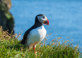 Puffin Fratercula arctica standing on green gras in front of blue sea, Latrabjarg, Iceland