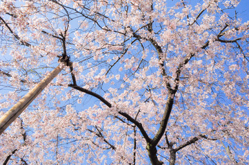 桜と青空
