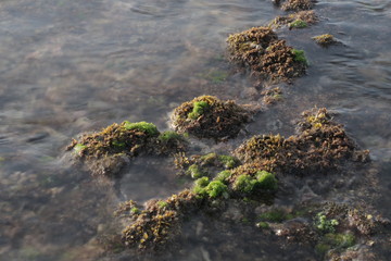 the beautiful beach and moss clinging to small caves at the sunrise