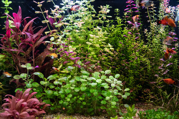 Fototapeta premium Freshwater aquarium decorated with beautiful plants and sand.