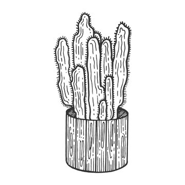 Cactus plant in flower pot sketch engraving vector illustration. Scratch board style imitation. Black and white hand drawn image.
