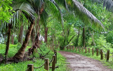 Beautiful green rainforest shots in different places on the Seychelles