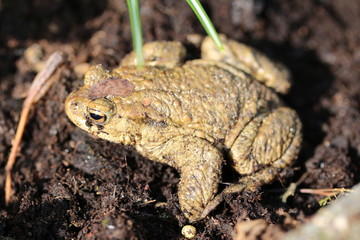Kröte im Garten