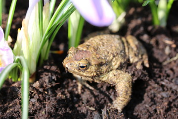 Kröte im Garten
