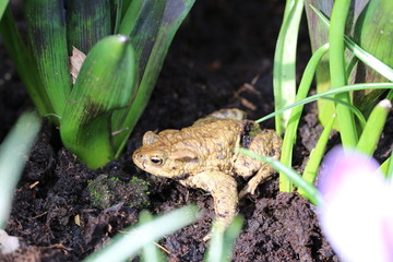 Kröte im Garten