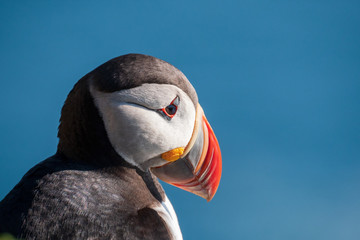 Portrait eines Papageitauchers Fratercula arctica, Island