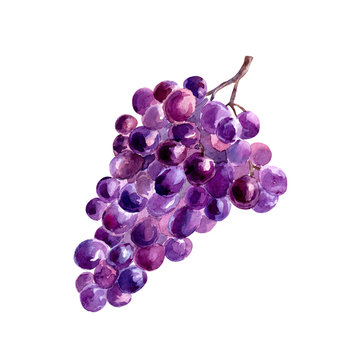 Watercolor grapes. Hand draw watercolor painting. Illustration of grapes brush