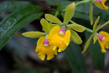 Obraz premium Gelb grüne orchidee, Epicattleya