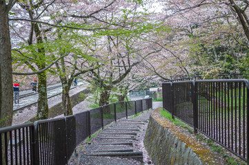 Beautiful spring scene as seen while going the Keage Incline located in Higashiyama district in Kyoto City, which is famous and popular for beautiful cherry blossoms along railroad tracks.